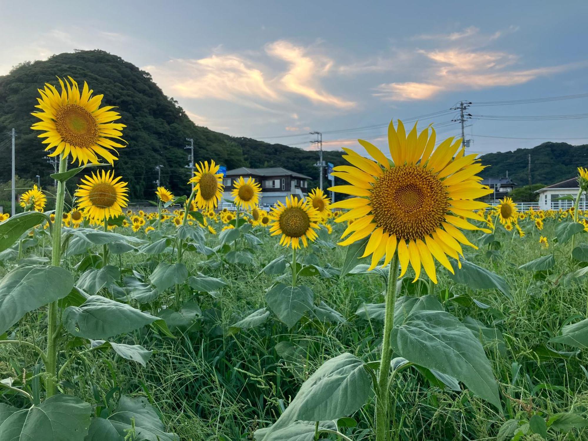 貸別荘吉佐美苑 Shimoda  Exterior foto